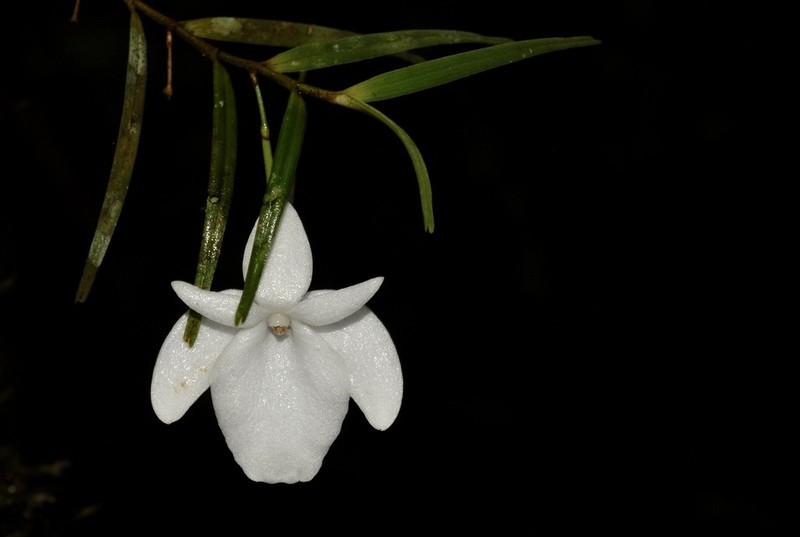 Angraecum danguyanum