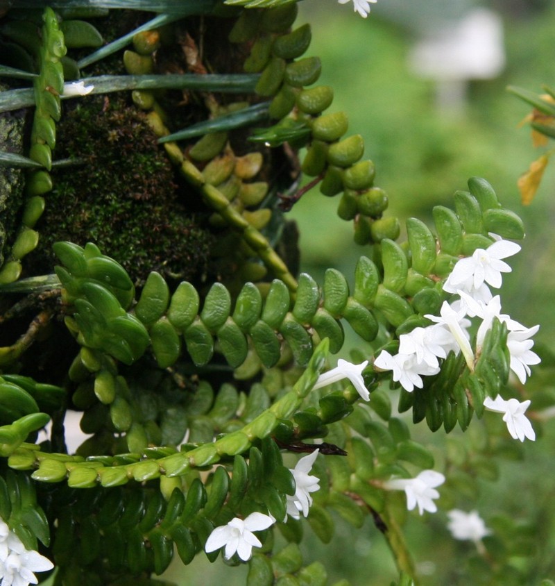 Angraecum distichum