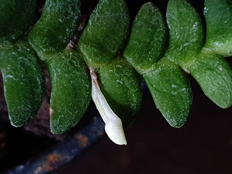 Angraecum distichum photo 2