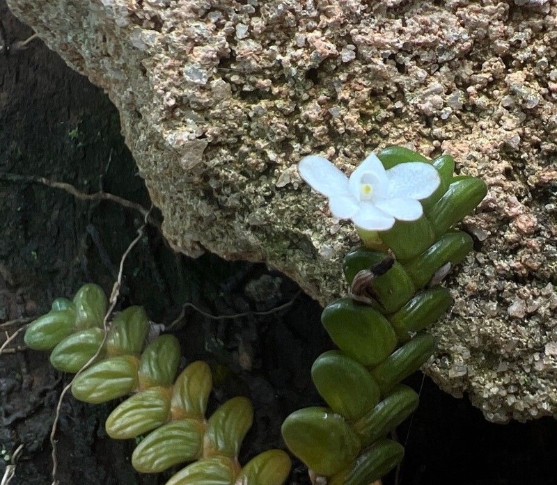 Angraecum distichum photo 4
