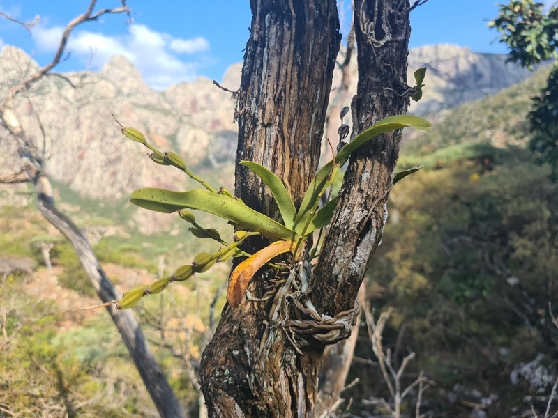 Angraecum dives
