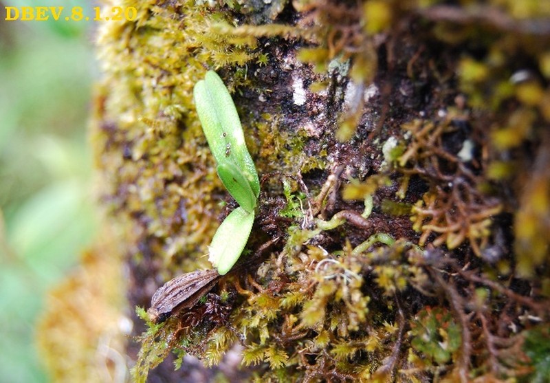 Angraecum drouhardii