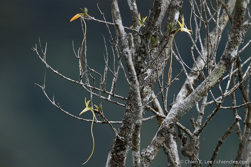 Angraecum dryadum