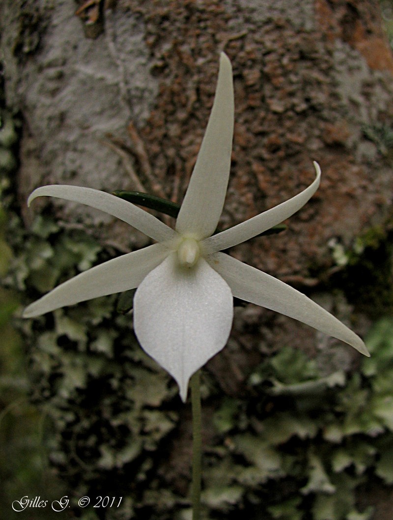 Angraecum dryadum photo 2