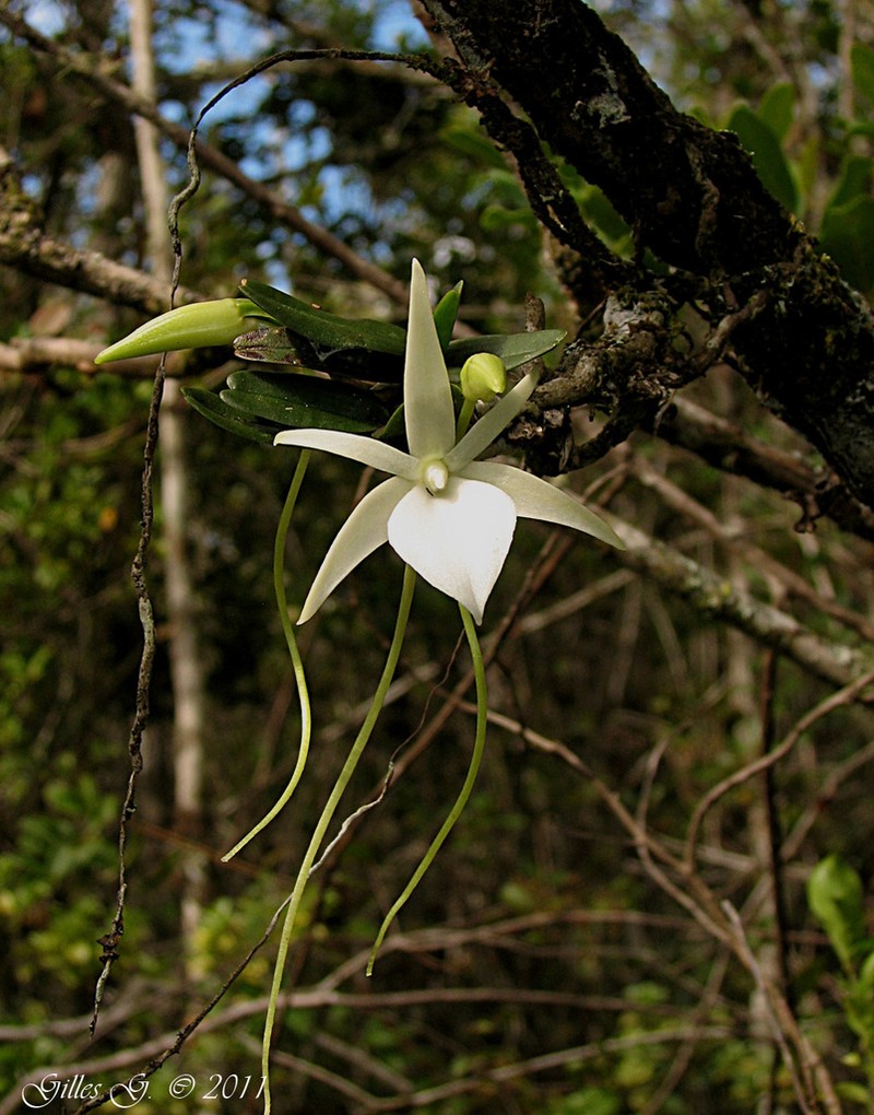 Angraecum dryadum photo 3