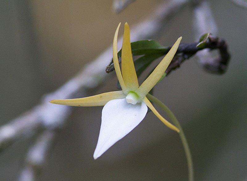 Angraecum dryadum photo 4