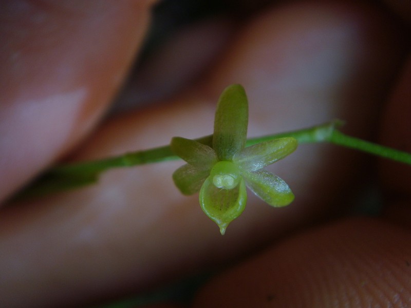 Angraecum dupontii