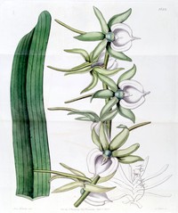 Angraecum eburneum