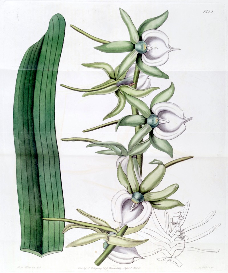 Angraecum eburneum