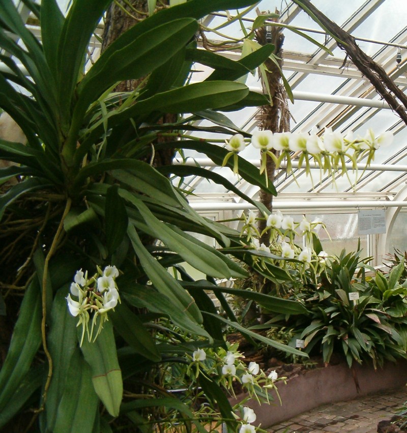 Angraecum eburneum photo 2