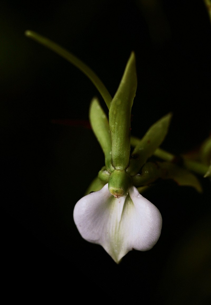 Angraecum eburneum photo 3