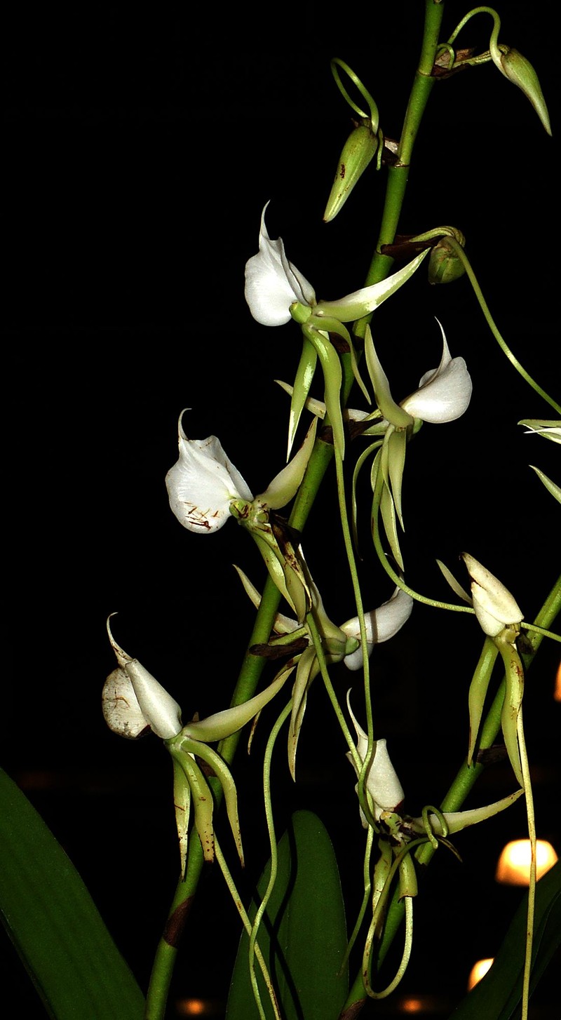 Angraecum eburneum photo 4