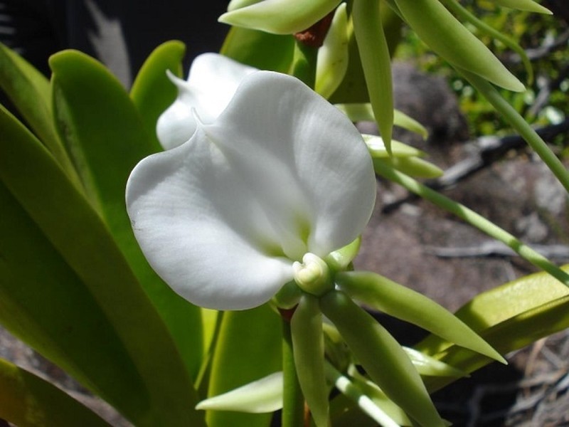 Angraecum eburneum photo 5