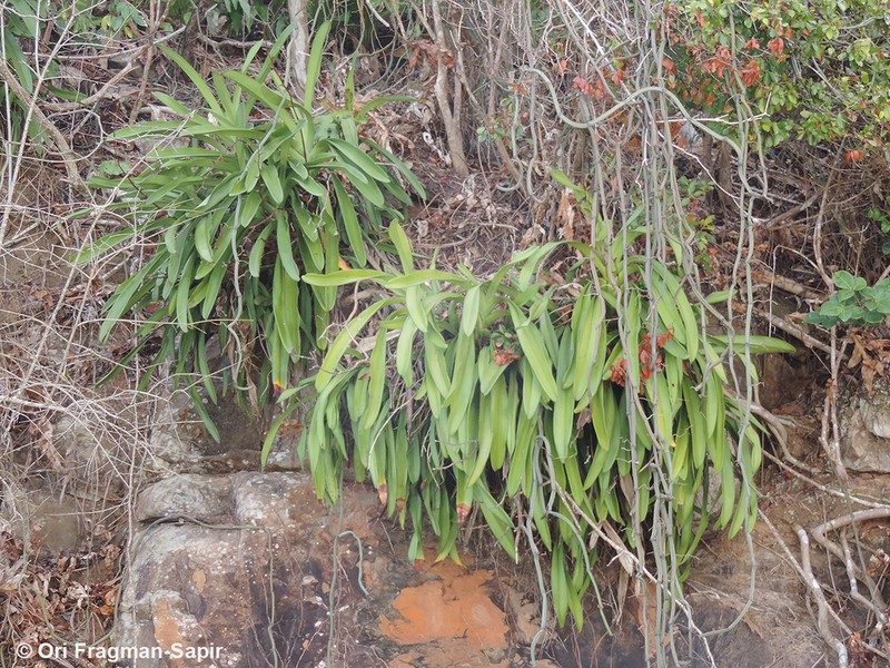 Angraecum eburneum photo 6