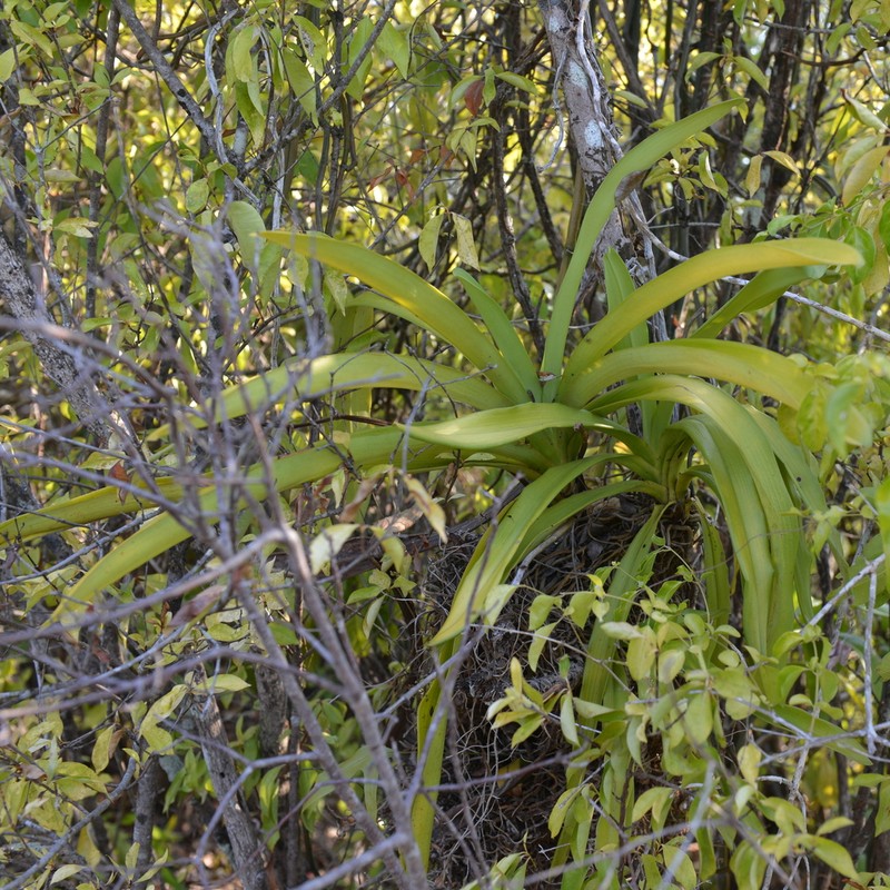 Angraecum eburneum photo 7