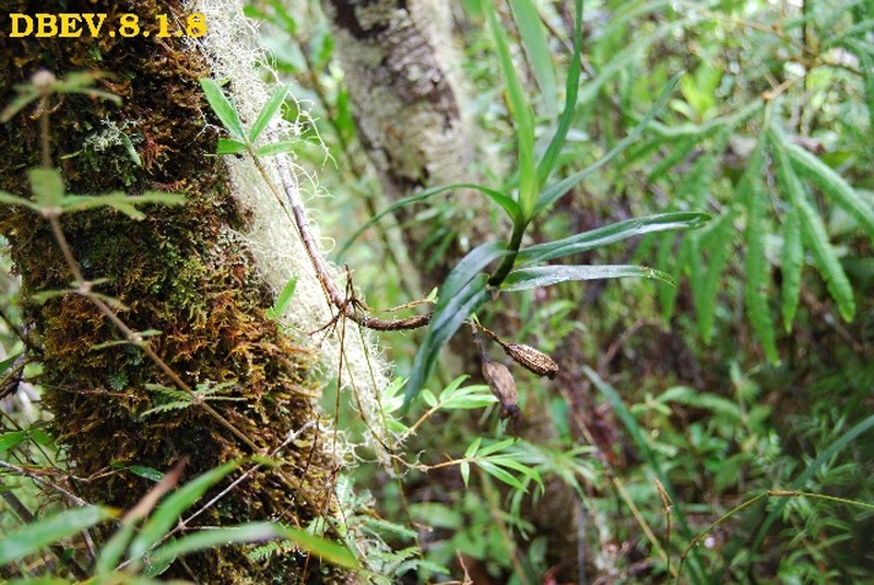 Angraecum elephantinum