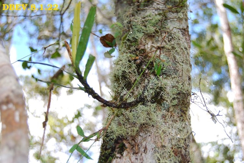 Angraecum elephantinum photo 2