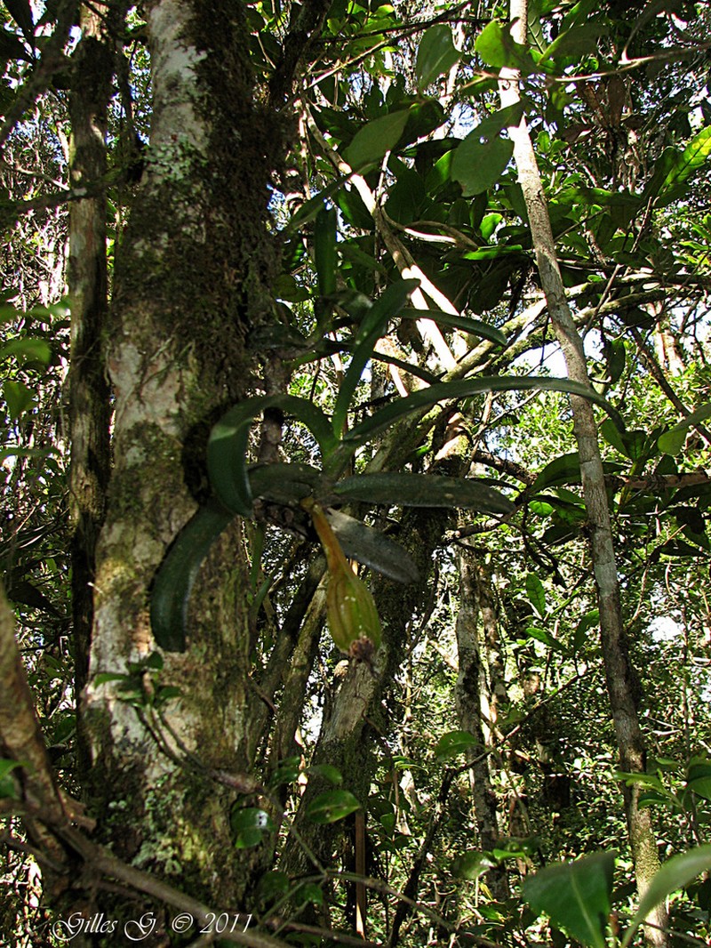 Angraecum equitans