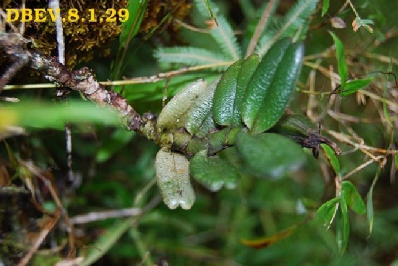 Angraecum equitans photo 3