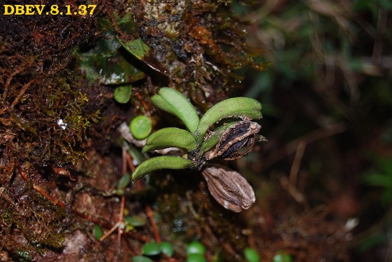 Angraecum equitans photo 4