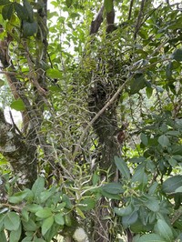 Angraecum erectum