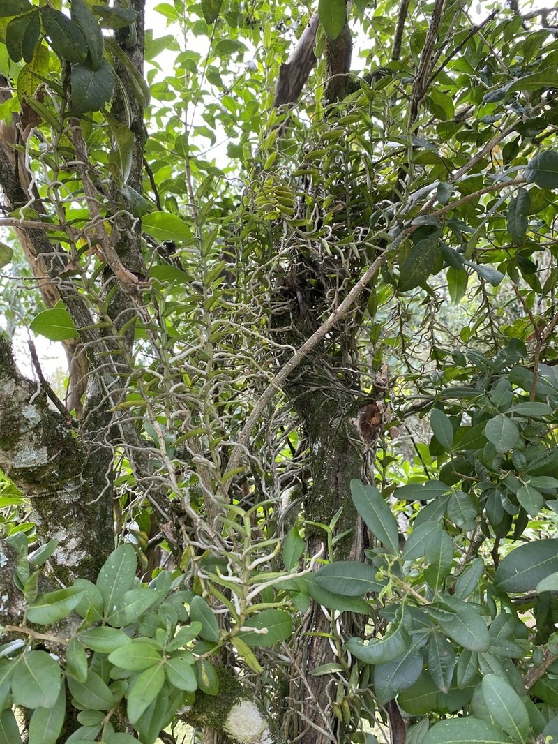 Angraecum erectum