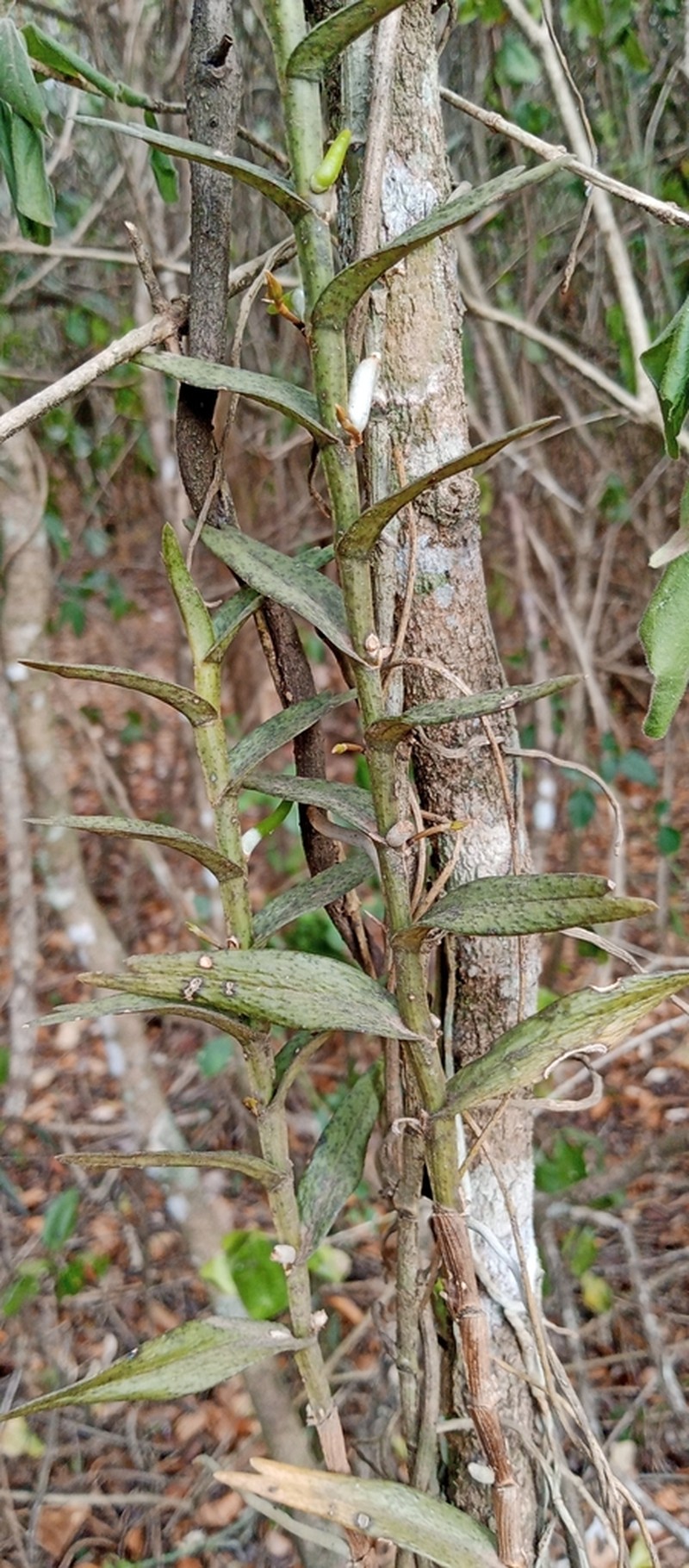 Angraecum erectum photo 2