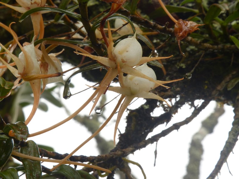 Angraecum expansum