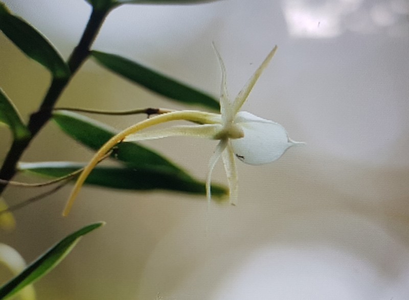 Angraecum expansum photo 2