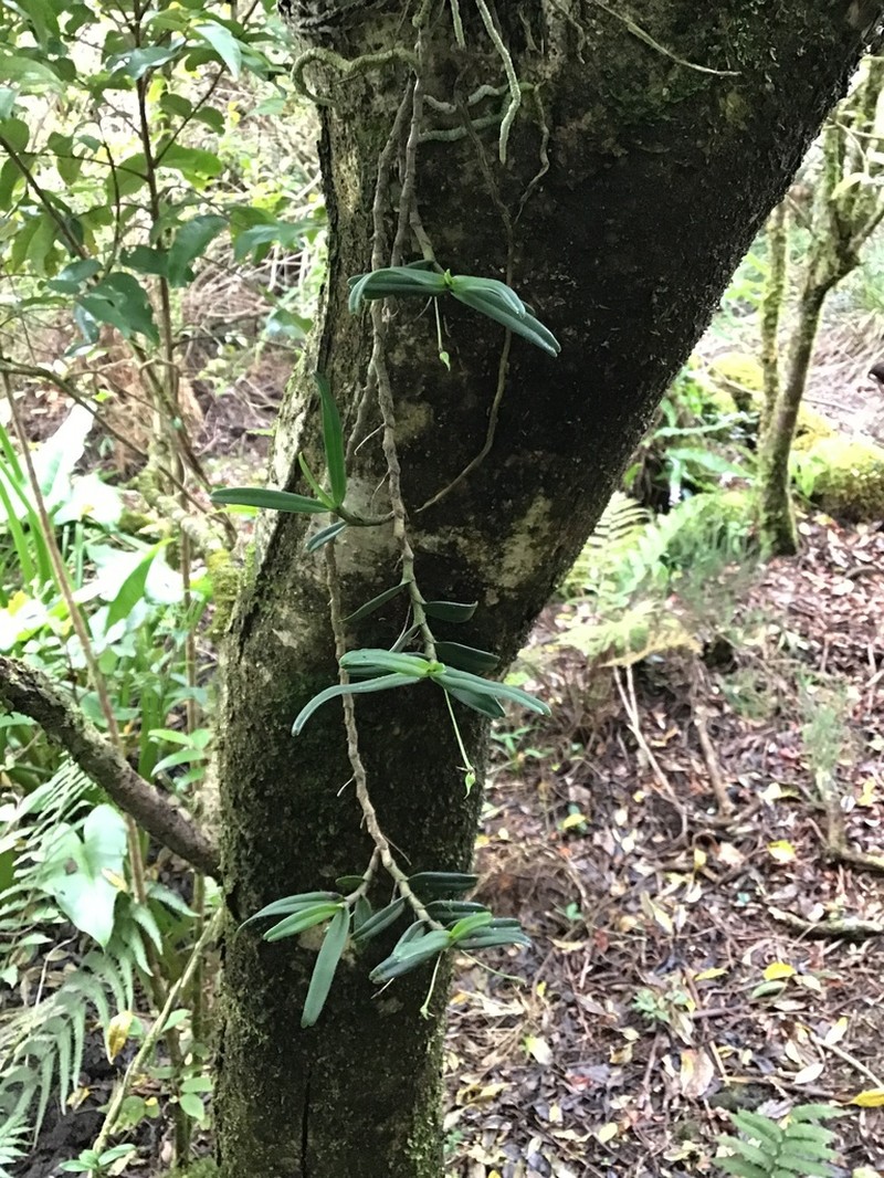 Angraecum expansum photo 3