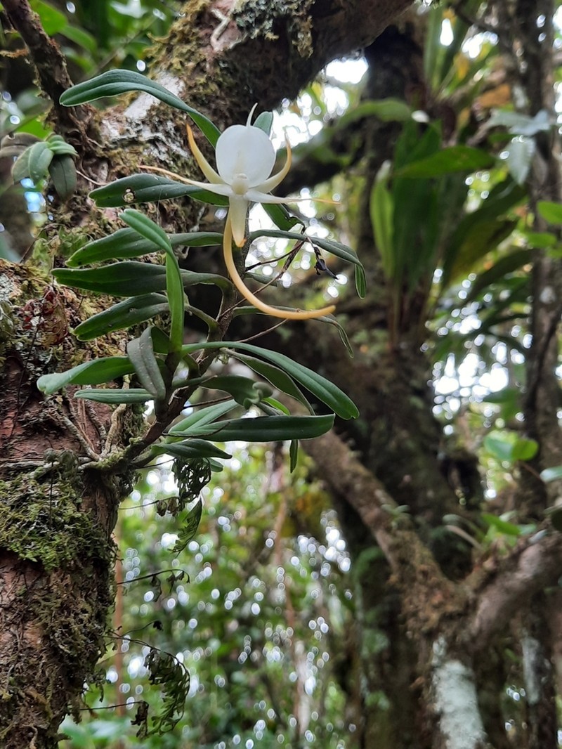 Angraecum expansum photo 4