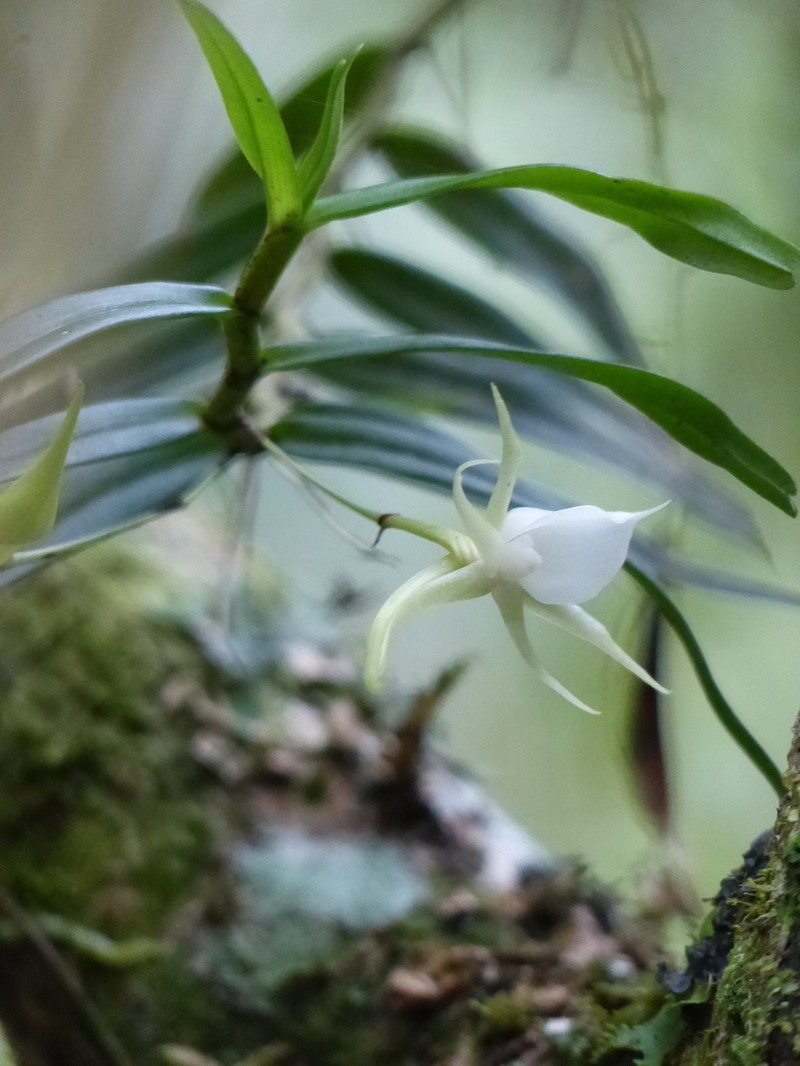 Angraecum expansum photo 5