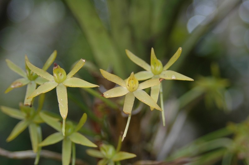 Angraecum ferkoanum
