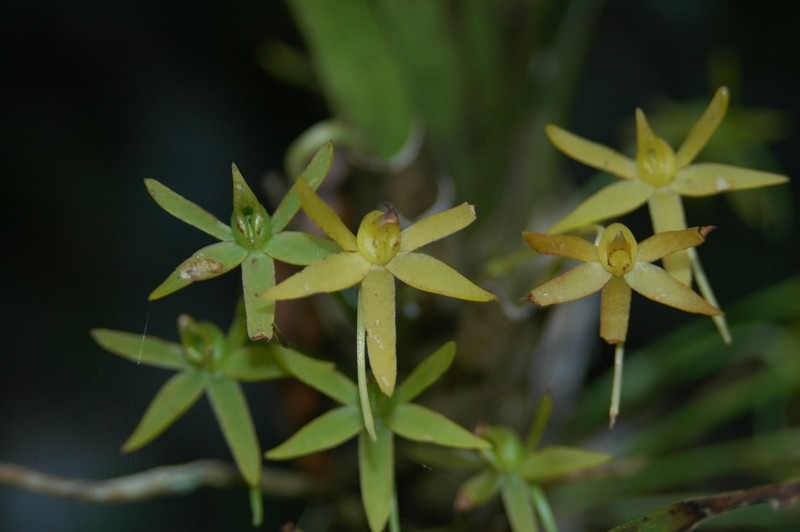 Angraecum ferkoanum photo 2