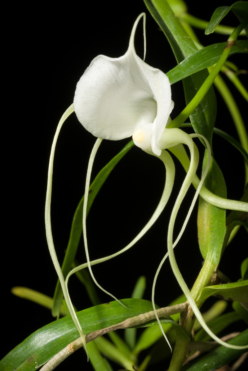 Angraecum germinyanum