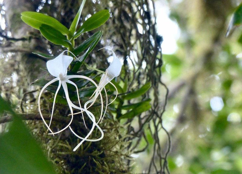 Angraecum germinyanum photo 2