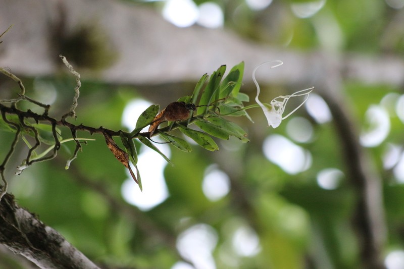 Angraecum germinyanum photo 3