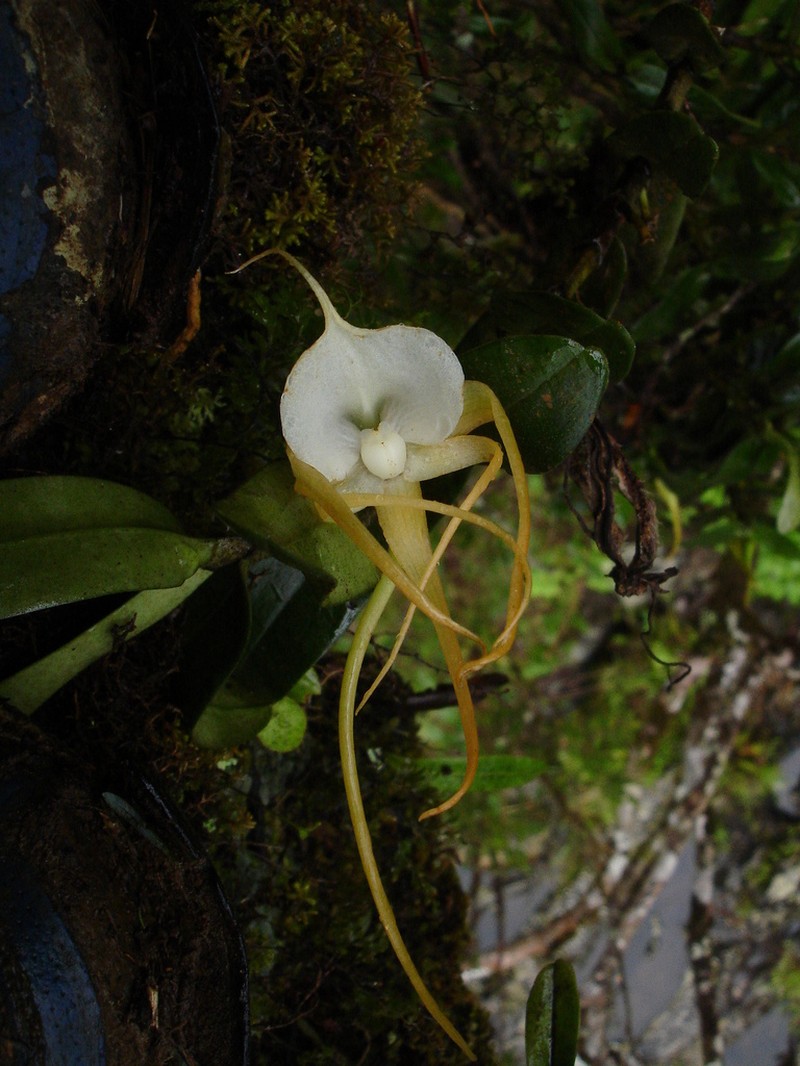 Angraecum germinyanum photo 4