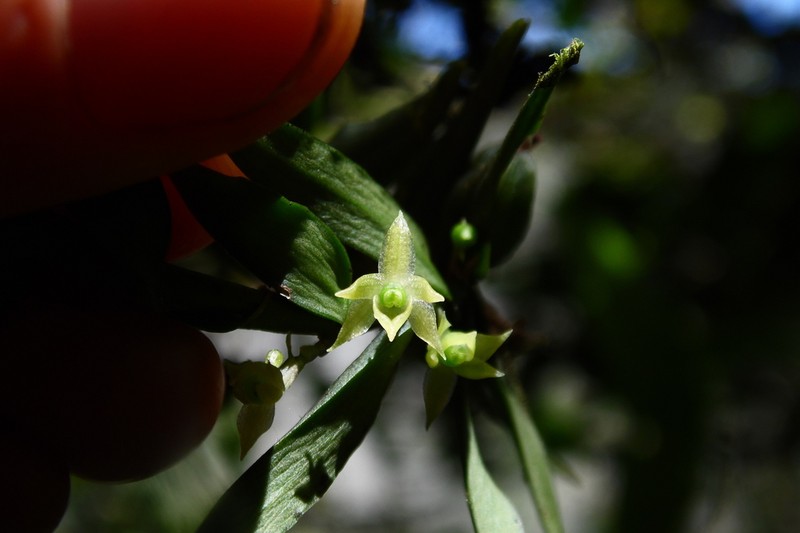 Angraecum hermanni