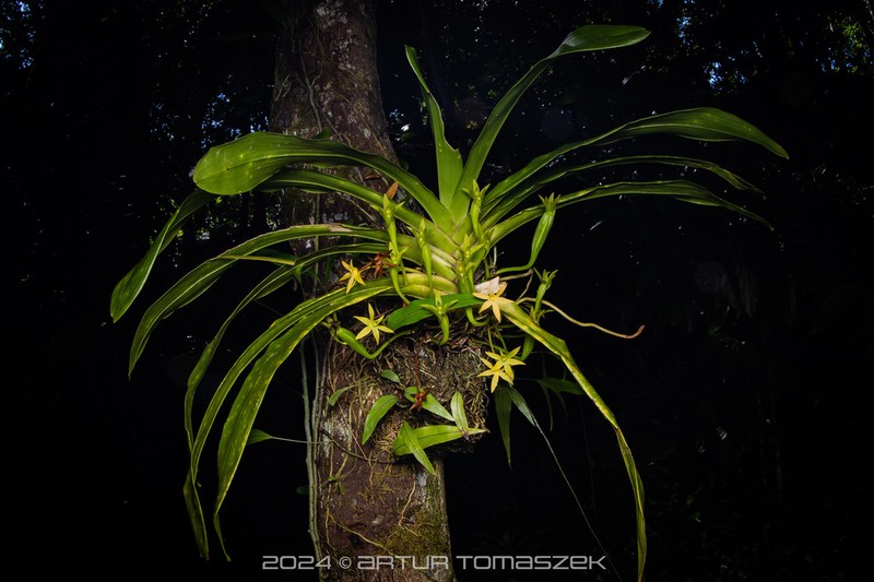 Angraecum huntleyoides
