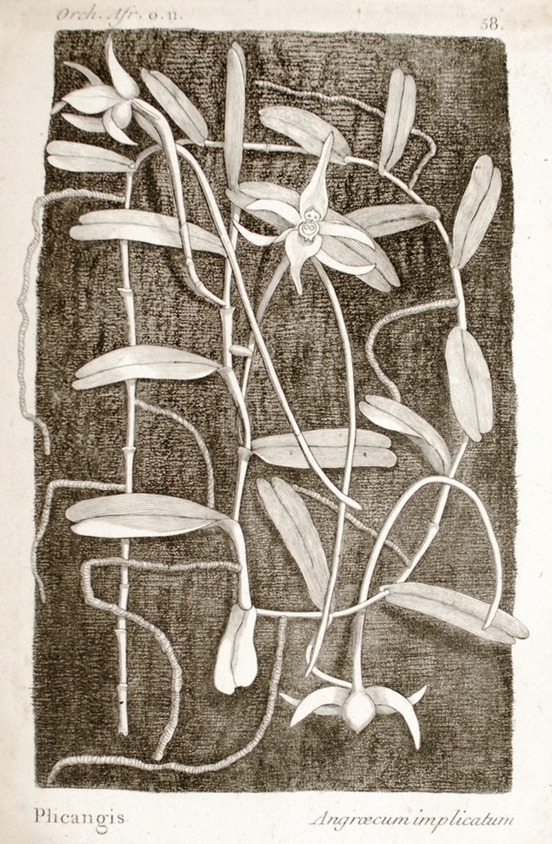 Angraecum implicatum