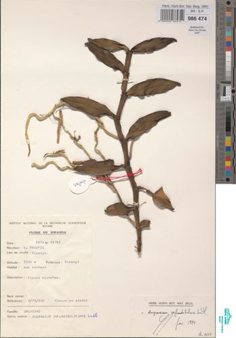 Angraecum infundibulare photo 2