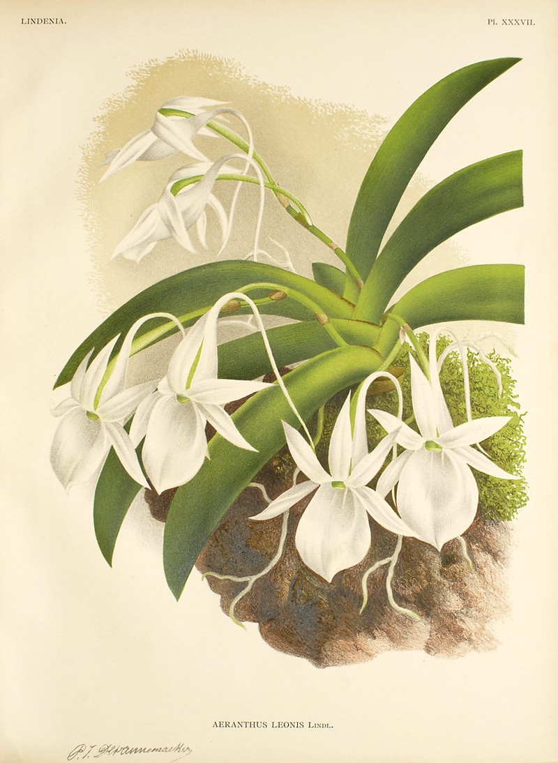 Angraecum leonis photo 2