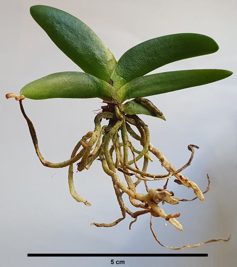 Angraecum leonis photo 3