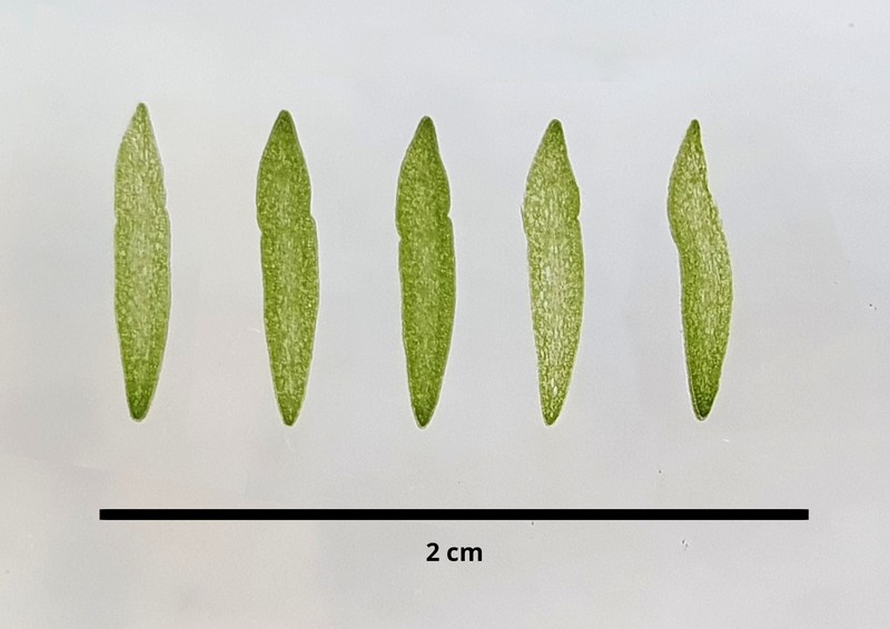 Angraecum leonis photo 4
