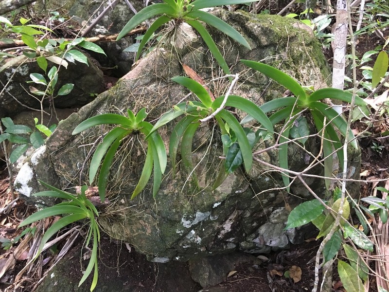 Angraecum leonis photo 5
