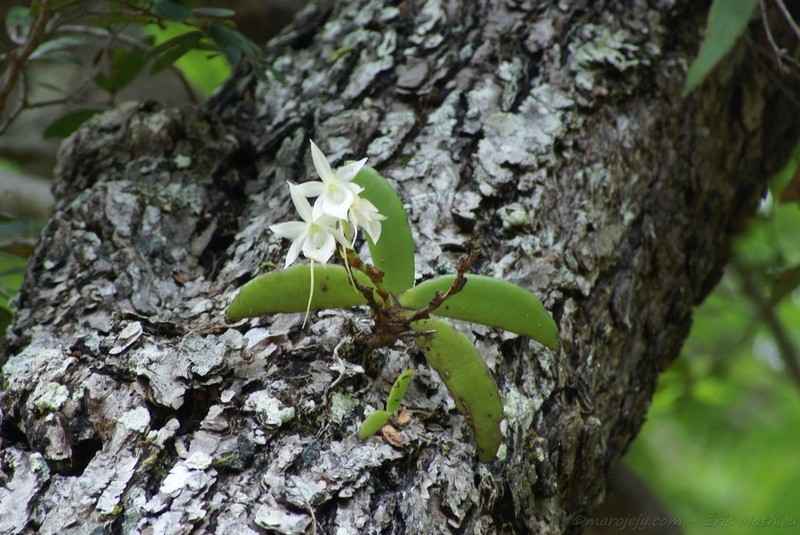 Angraecum leonis photo 6