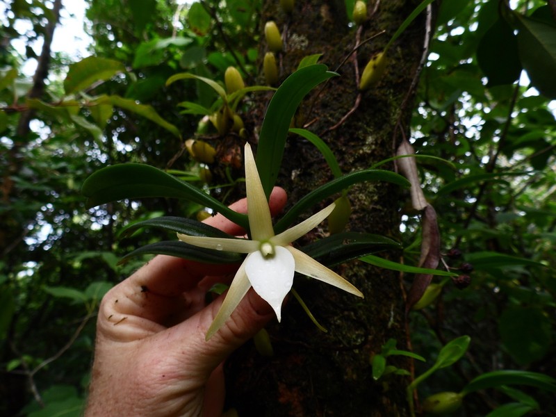 Angraecum liliodorum