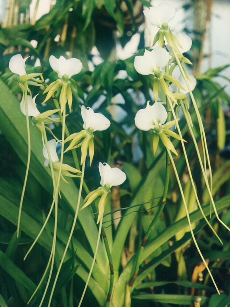 Angraecum longicalcar