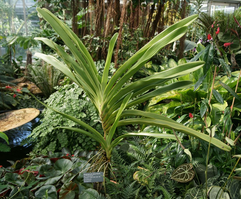 Angraecum longicalcar photo 2